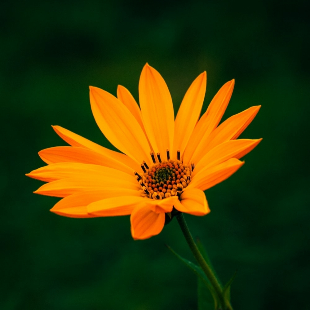 Meet your Posher, Natalia